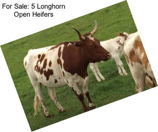 For Sale: 5 Longhorn Open Heifers
