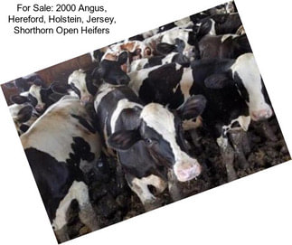 For Sale: 2000 Angus, Hereford, Holstein, Jersey, Shorthorn Open Heifers