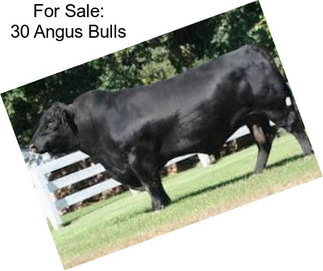 For Sale: 30 Angus Bulls