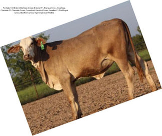 For Sale: 140 Braford, Brahman Cross, Brahman F1, Brangus Cross, Charbray, Charloais F1, Charolais Cross, Crossbred, Hereford Cross, Hereford F1, Red Angus Cross, Shorthorn Cross, Tigerstripe Open Heifers