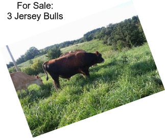For Sale: 3 Jersey Bulls