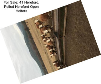 For Sale: 41 Hereford, Polled Hereford Open Heifers