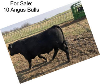 For Sale: 10 Angus Bulls