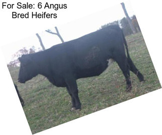 For Sale: 6 Angus Bred Heifers