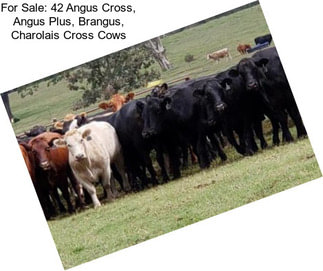 For Sale: 42 Angus Cross, Angus Plus, Brangus, Charolais Cross Cows