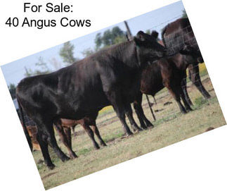 For Sale: 40 Angus Cows
