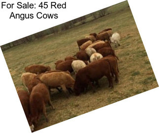 For Sale: 45 Red Angus Cows