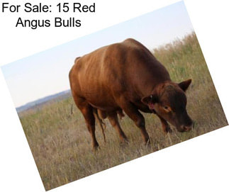 For Sale: 15 Red Angus Bulls