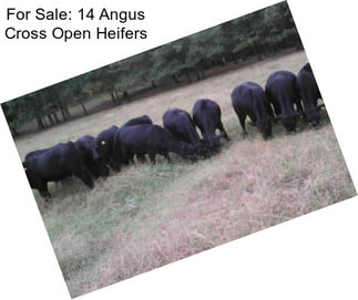 For Sale: 14 Angus Cross Open Heifers