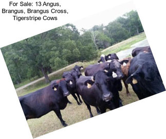 For Sale: 13 Angus, Brangus, Brangus Cross, Tigerstripe Cows
