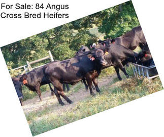 For Sale: 84 Angus Cross Bred Heifers