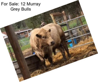 For Sale: 12 Murray Grey Bulls