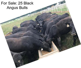 For Sale: 25 Black Angus Bulls