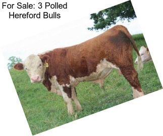 For Sale: 3 Polled Hereford Bulls