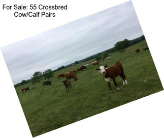For Sale: 55 Crossbred Cow/Calf Pairs