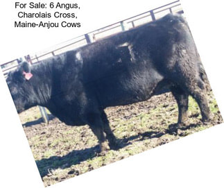 For Sale: 6 Angus, Charolais Cross, Maine-Anjou Cows