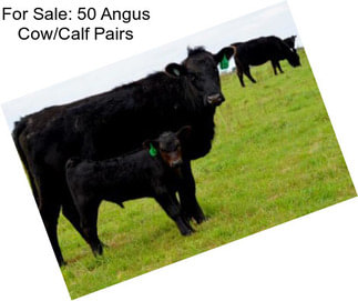 For Sale: 50 Angus Cow/Calf Pairs