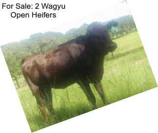 For Sale: 2 Wagyu Open Heifers