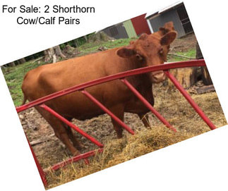 For Sale: 2 Shorthorn Cow/Calf Pairs