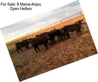 For Sale: 8 Maine-Anjou Open Heifers