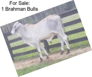 For Sale: 1 Brahman Bulls