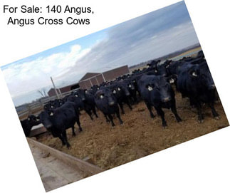 For Sale: 140 Angus, Angus Cross Cows