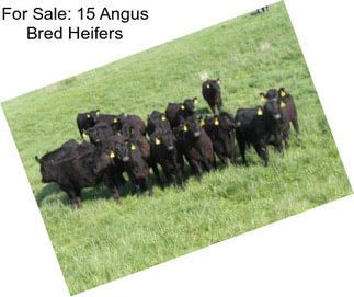 For Sale: 15 Angus Bred Heifers