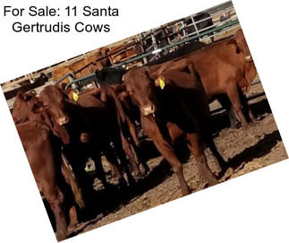 For Sale: 11 Santa Gertrudis Cows