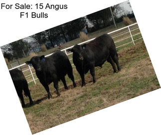 For Sale: 15 Angus F1 Bulls