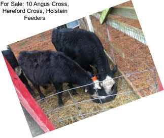 For Sale: 10 Angus Cross, Hereford Cross, Holstein Feeders