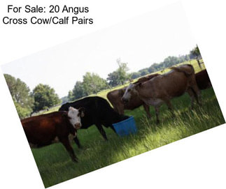 For Sale: 20 Angus Cross Cow/Calf Pairs