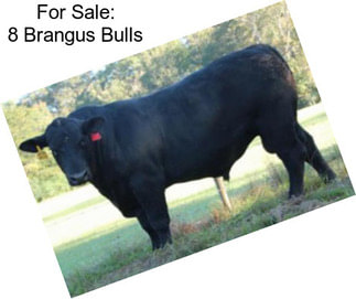For Sale: 8 Brangus Bulls