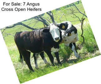 For Sale: 7 Angus Cross Open Heifers