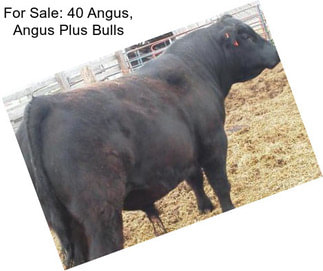 For Sale: 40 Angus, Angus Plus Bulls