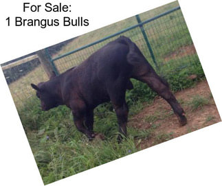 For Sale: 1 Brangus Bulls