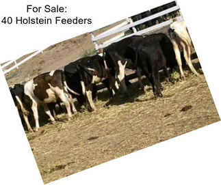 For Sale: 40 Holstein Feeders