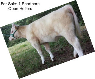 For Sale: 1 Shorthorn Open Heifers