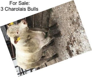 For Sale: 3 Charolais Bulls