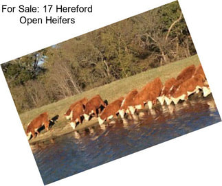 For Sale: 17 Hereford Open Heifers