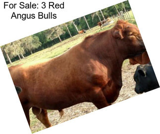 For Sale: 3 Red Angus Bulls