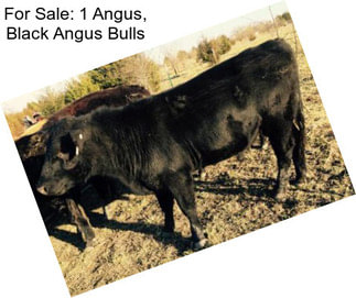 For Sale: 1 Angus, Black Angus Bulls