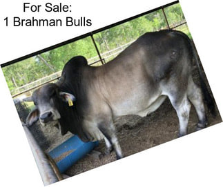 For Sale: 1 Brahman Bulls