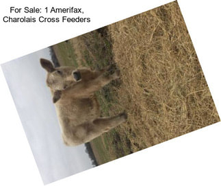 For Sale: 1 Amerifax, Charolais Cross Feeders