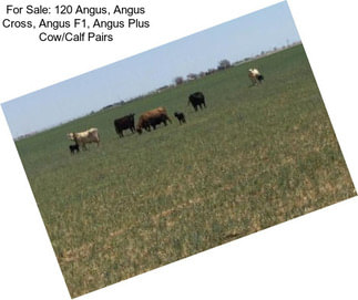 For Sale: 120 Angus, Angus Cross, Angus F1, Angus Plus Cow/Calf Pairs