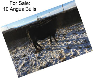 For Sale: 10 Angus Bulls