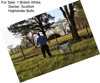 For Sale: 1 British White, Dexter, Scottish Highlander Bulls