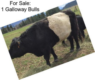 For Sale: 1 Galloway Bulls