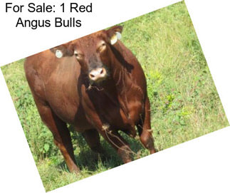 For Sale: 1 Red Angus Bulls