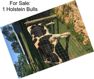 For Sale: 1 Holstein Bulls
