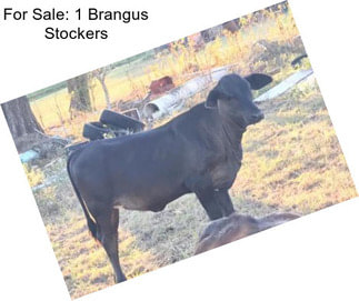 For Sale: 1 Brangus Stockers